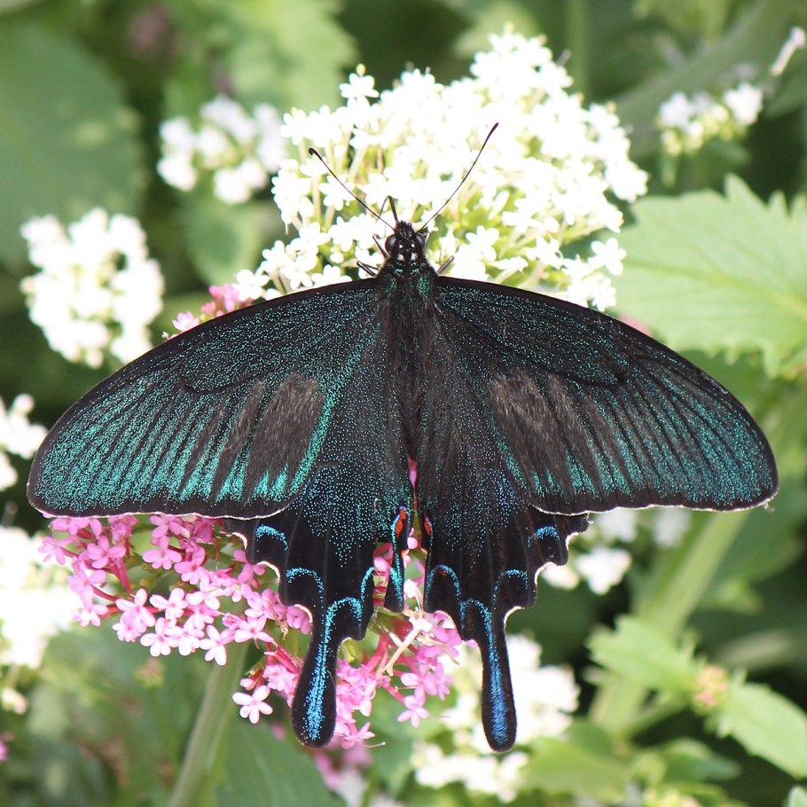 Лук косой Allium obliquum