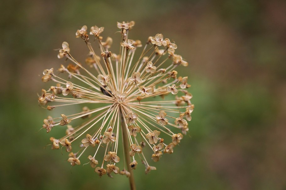 Allium scorodoprasum