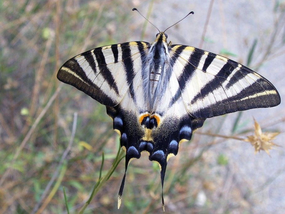 Подалирий (iphiclides podalirius)
