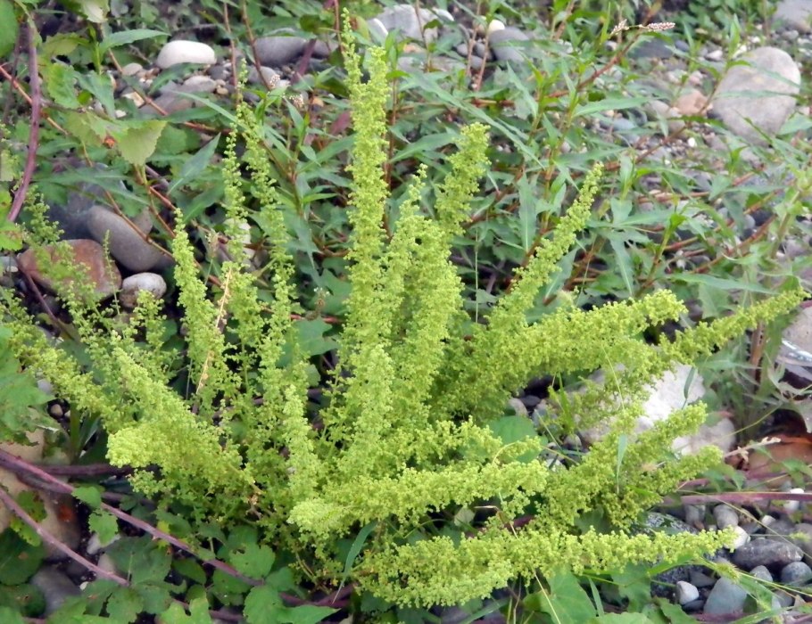 Живучка ползучая плоды