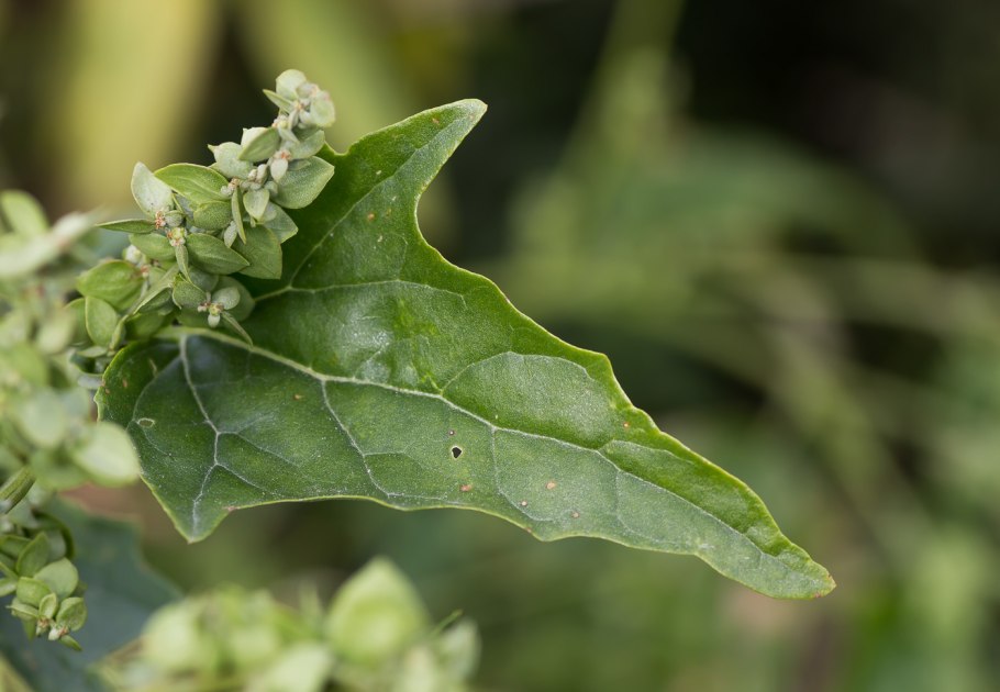 Chenopodium Anthelminticum Марь противоглистная