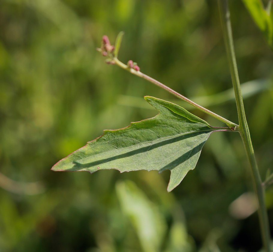 Маревые (подсемейство)