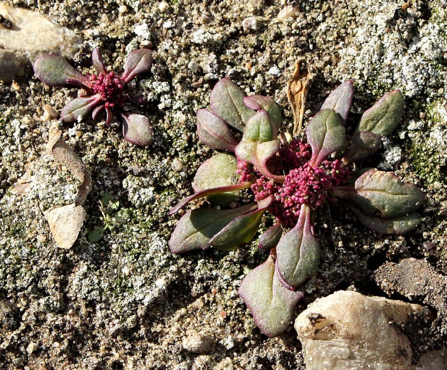 Марь красная – chenopodium rubrum