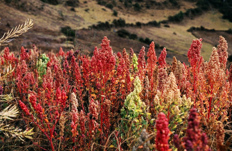 Chenopodium quinoa