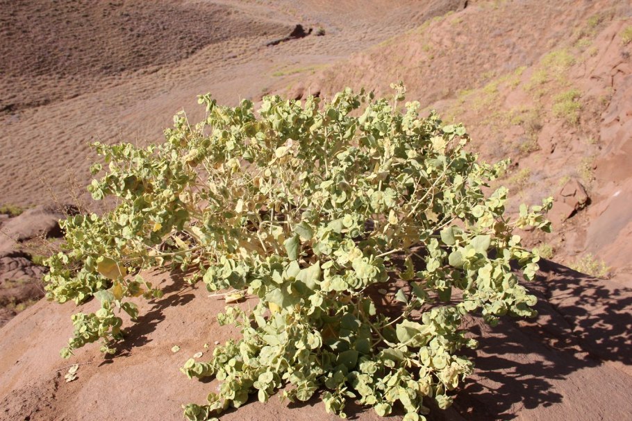 Atriplex canescens