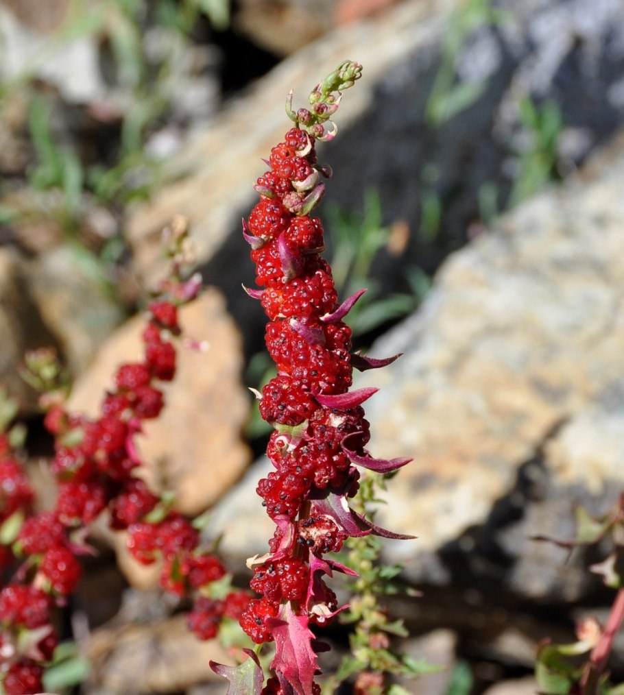 Семейство Маревые - Chenopodiaceae