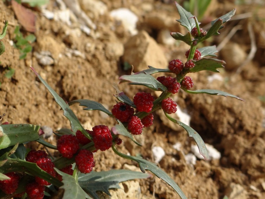 Марь белая (Chenopodium album)