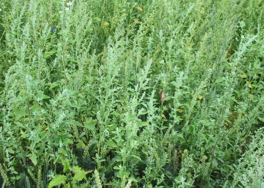 Семейство Chenopodiaceae