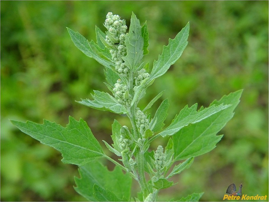 Марь вонючая (Chenopodium Vulvaria l.).