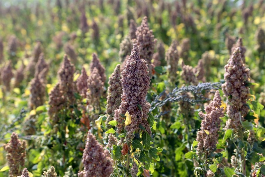 Chenopodium quinoa