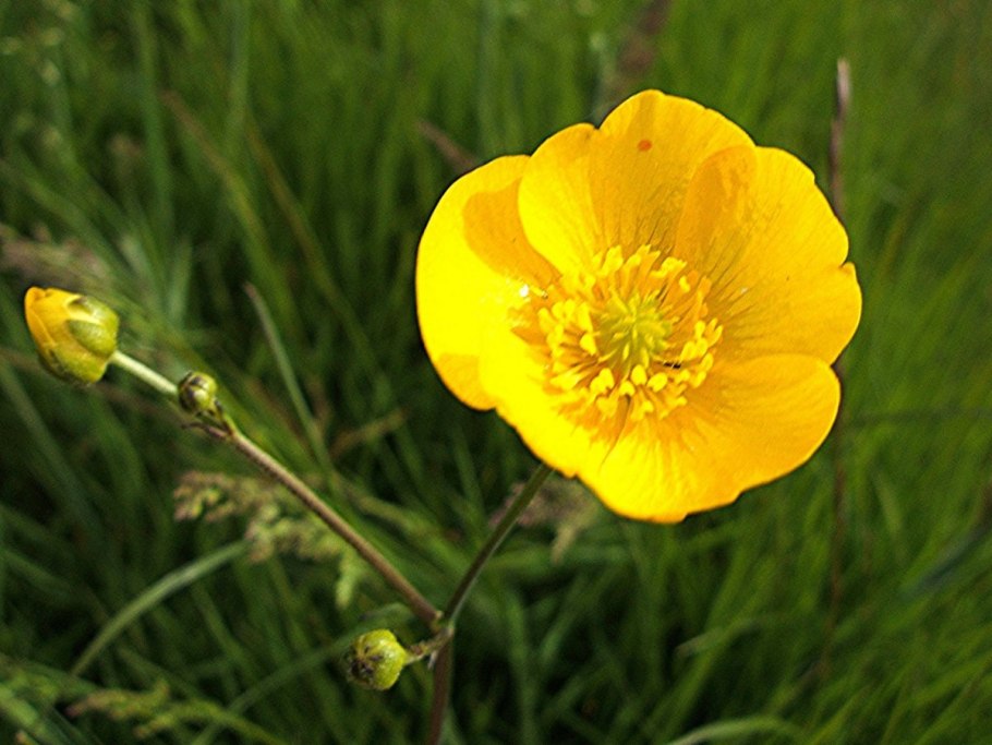 Лютик ползучий флоре Плено