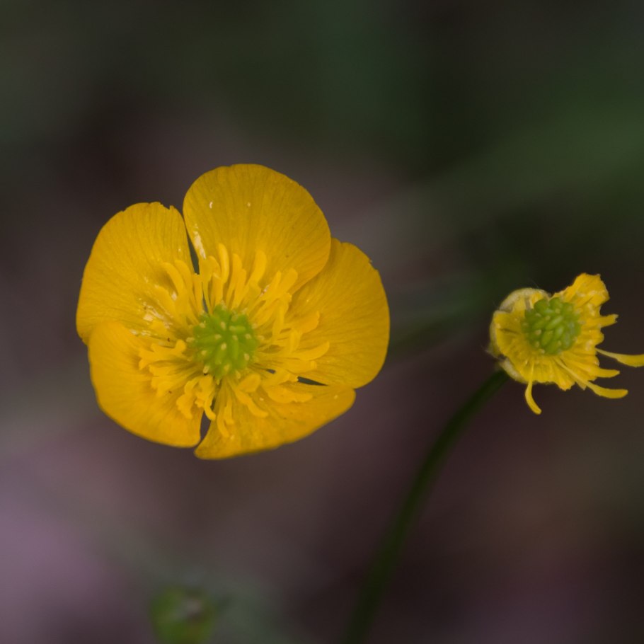 Ranunculus auricomus