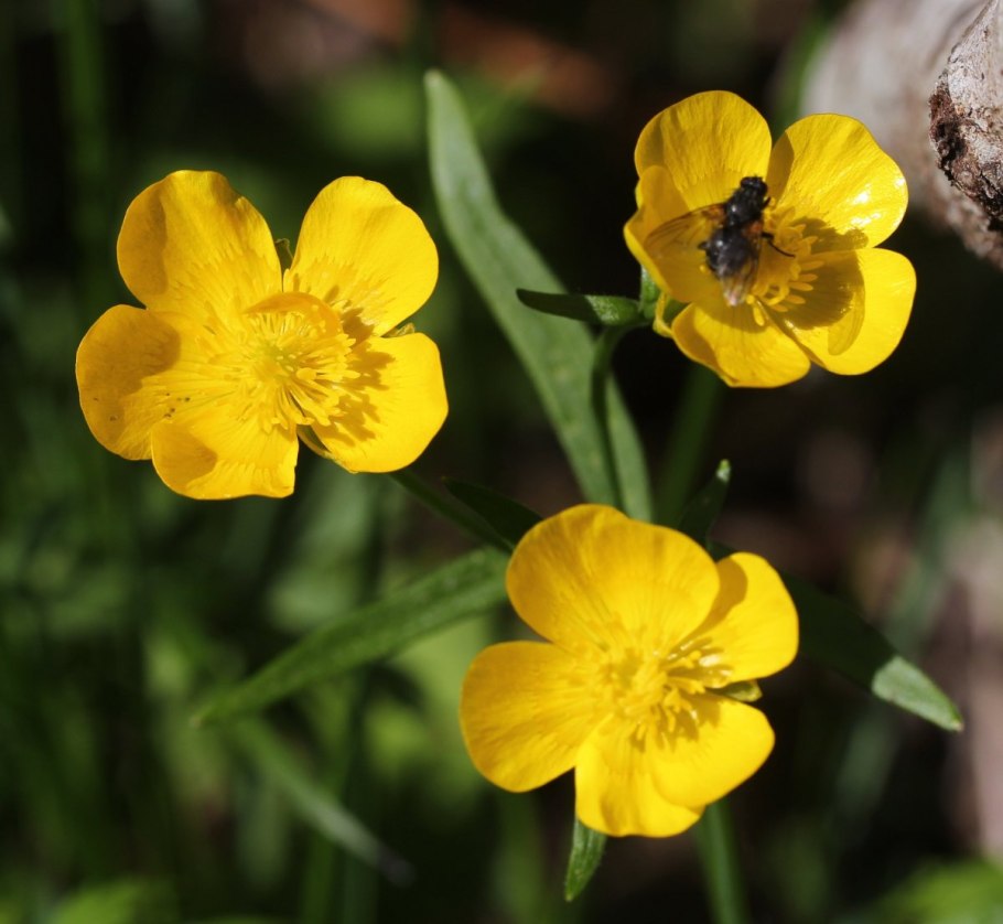 Лютик ядовитое растение