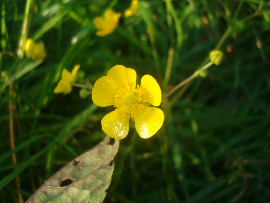 Лютик ползучий и едкий