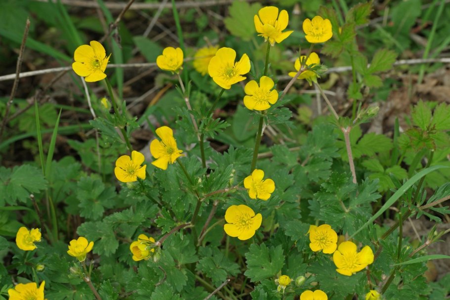 Ranunculus bulbosus