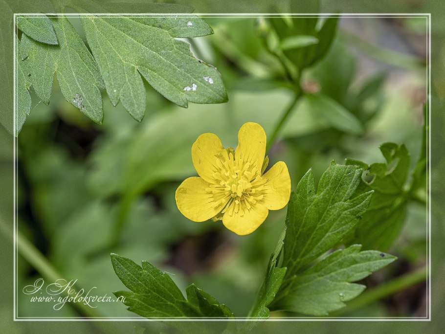 Лютик ползучий