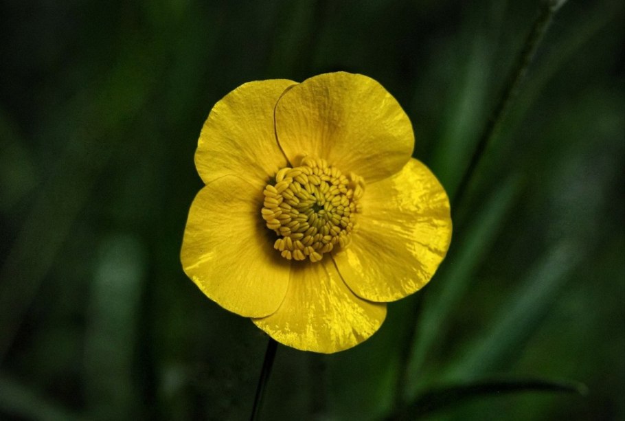 Лютик едкий – Ranúnculus Ácris l.