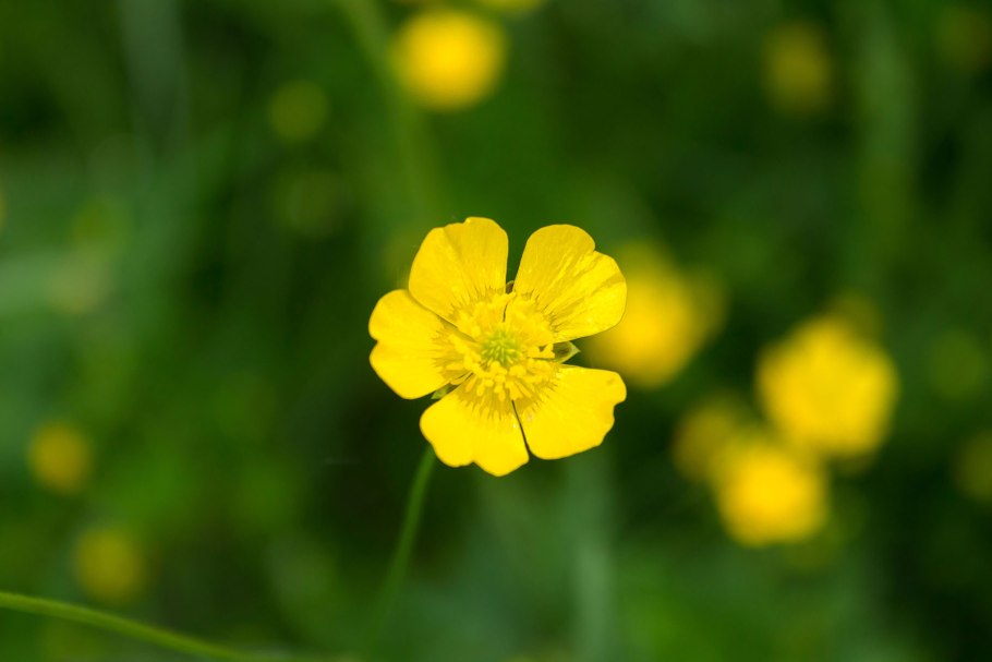 Лютик однолистный