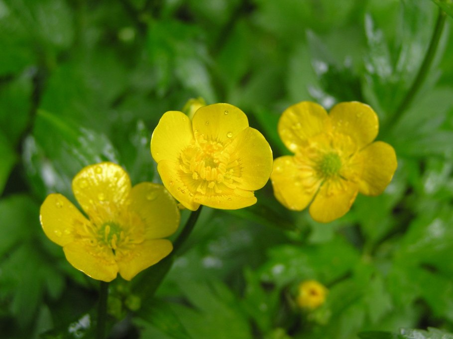 Лютик ползучий