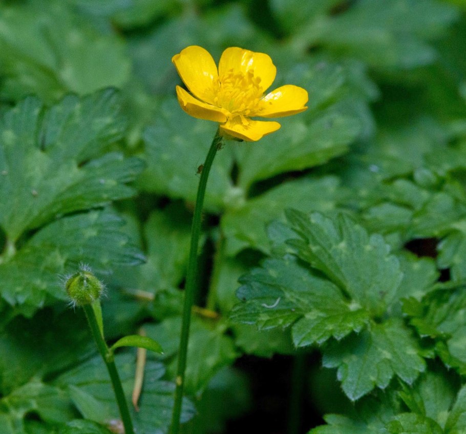 Ranunculus occidentalis
