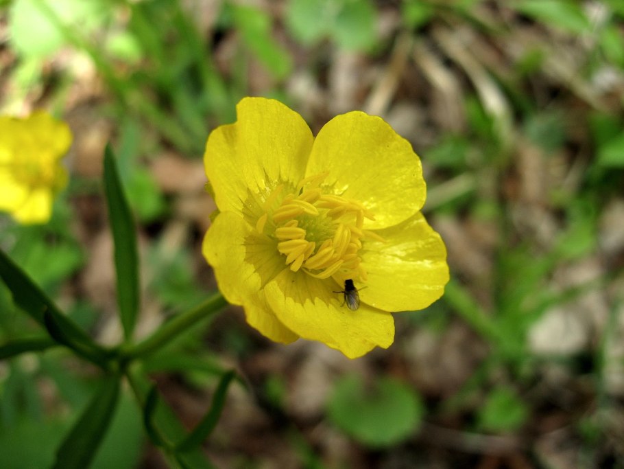 Лютики ядовитые