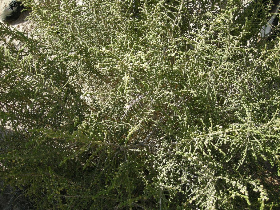 Амарант магический фонтан