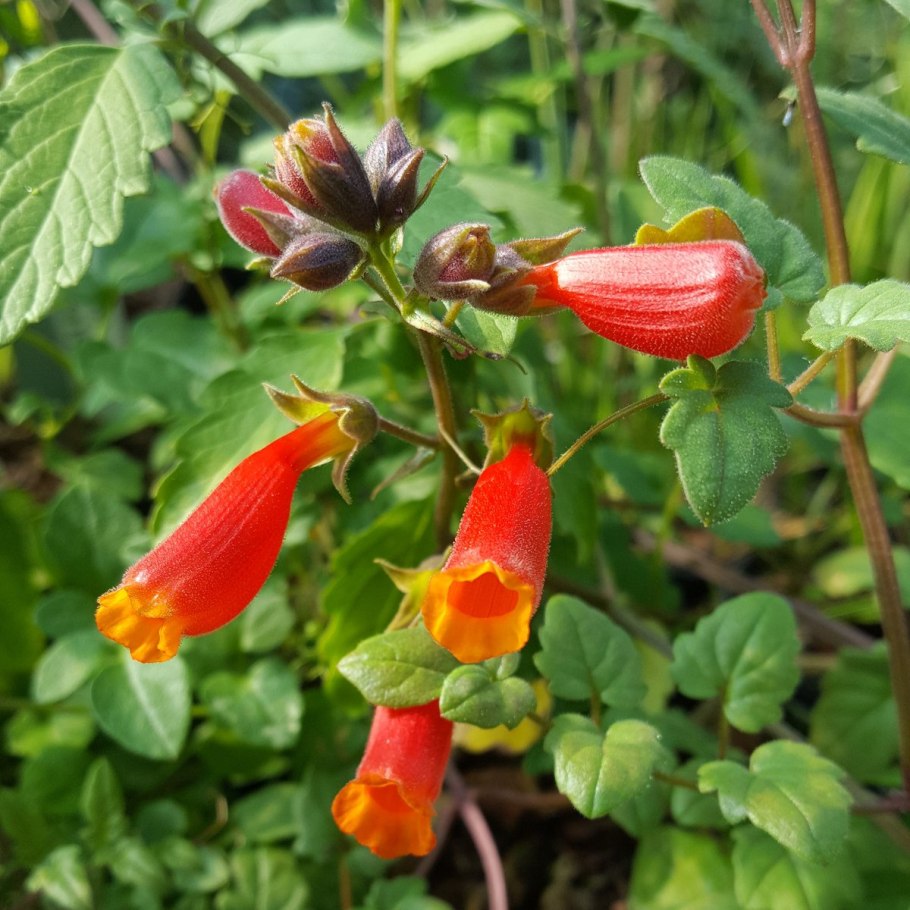 Ночная Зорька цветок