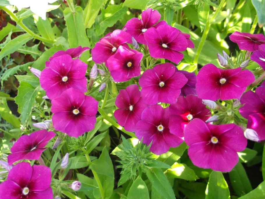 Каллистемон laevis