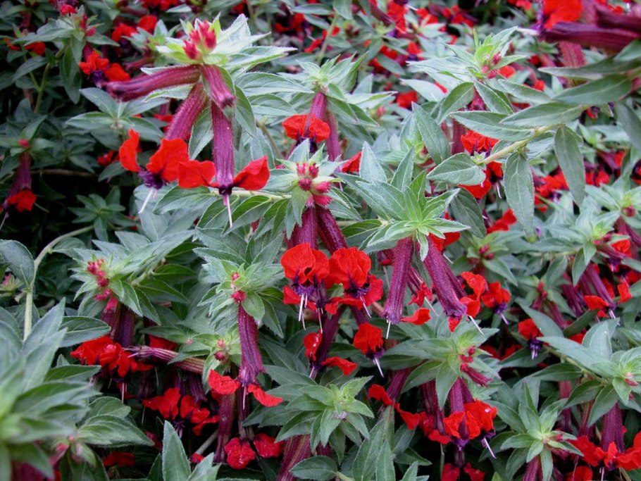 Флоксы друммонда однолетние