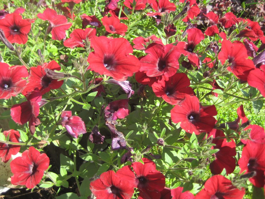 Годеция и портулак