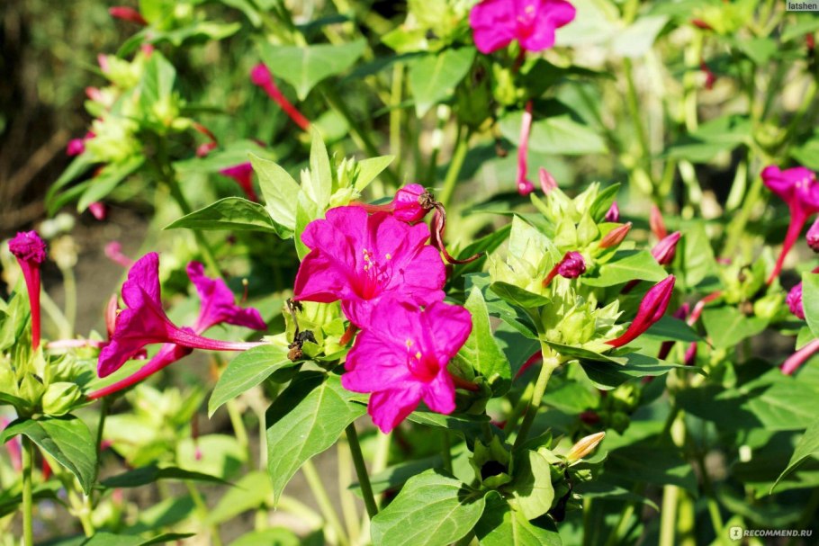 Петуния Фиалковая Дикая Wild