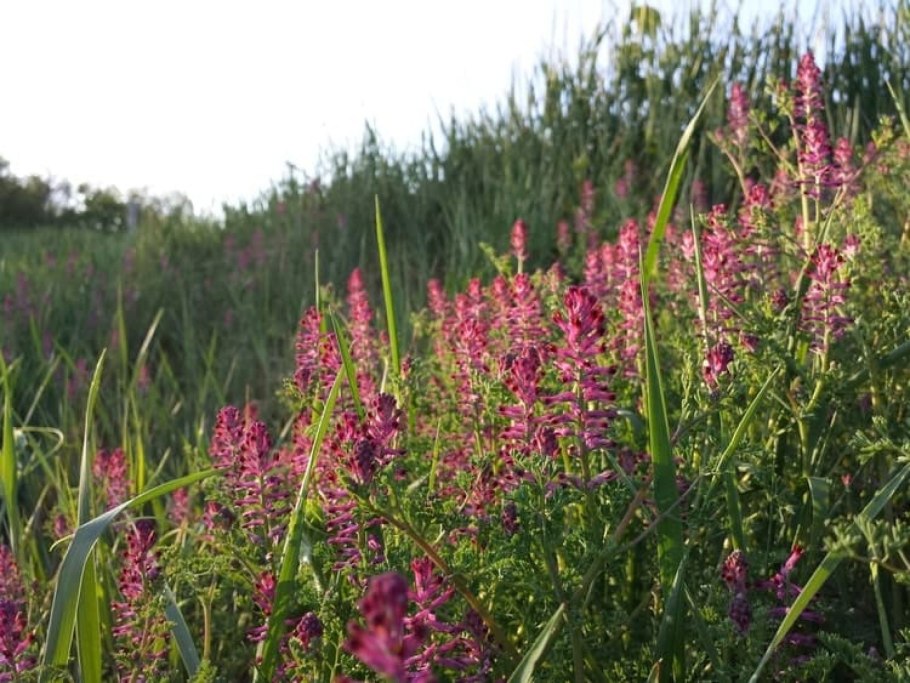 Однолетний Флокс самосев