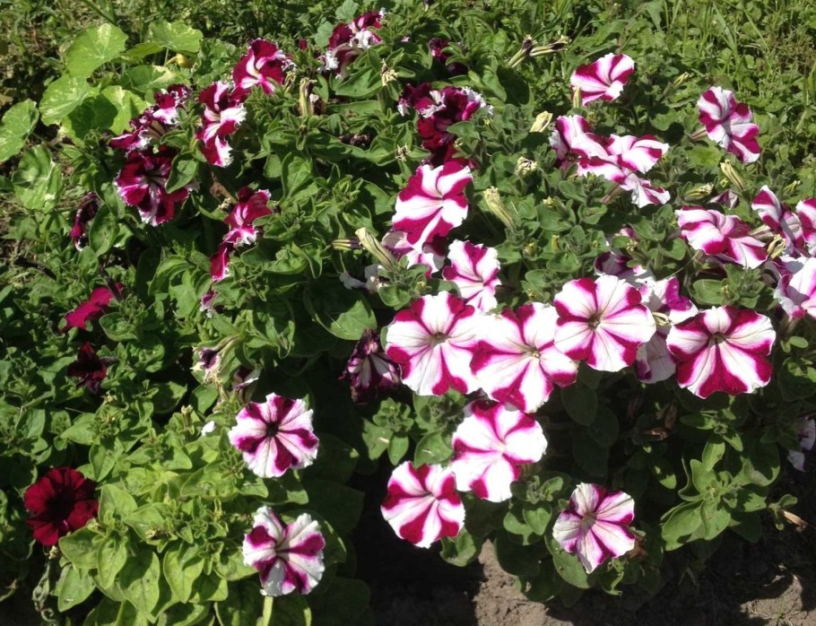 Цветок ночная красавица мирабилис