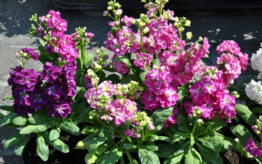 Мирабилис Иоланта