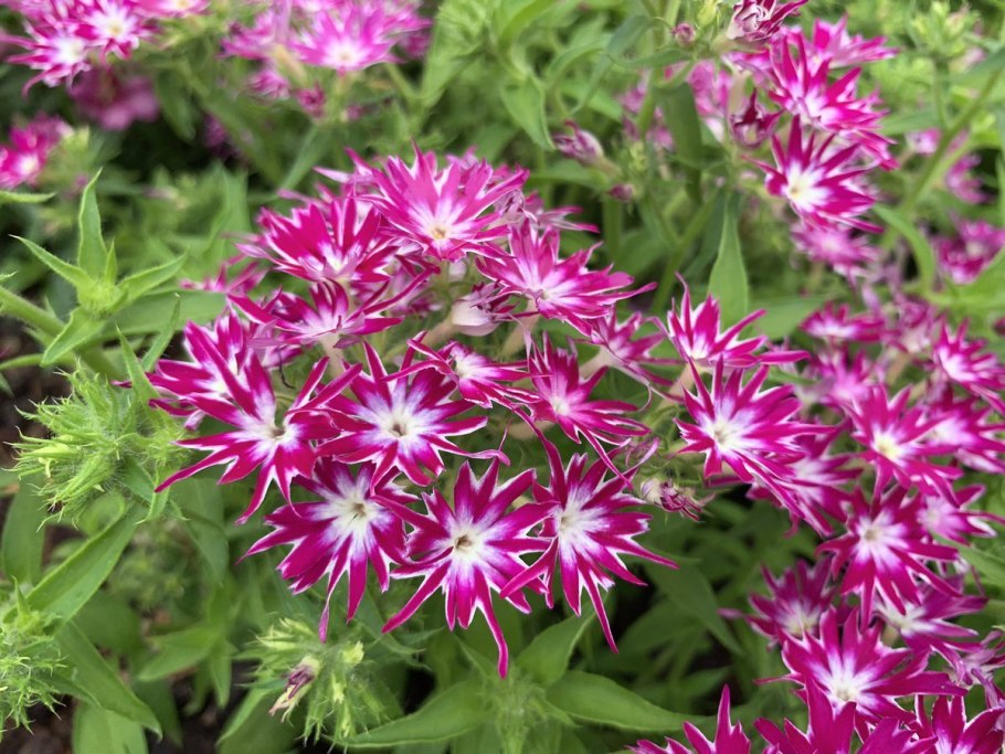 Флокс друммонда Галактика