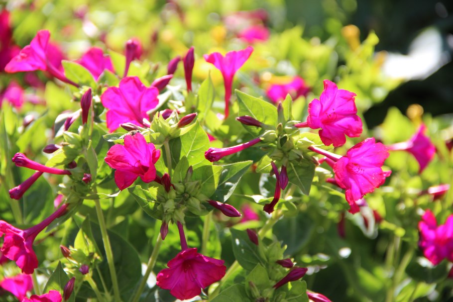 Цветок ночная красавица мирабилис