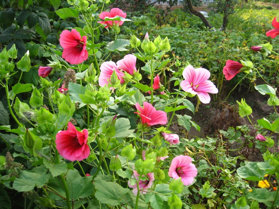 Левкой (Matthiola)