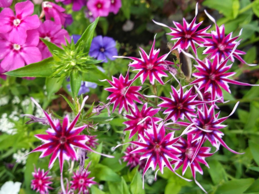 Раноцветущие однолетники