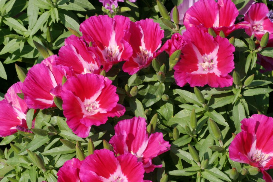 Мирабилис Дракоша