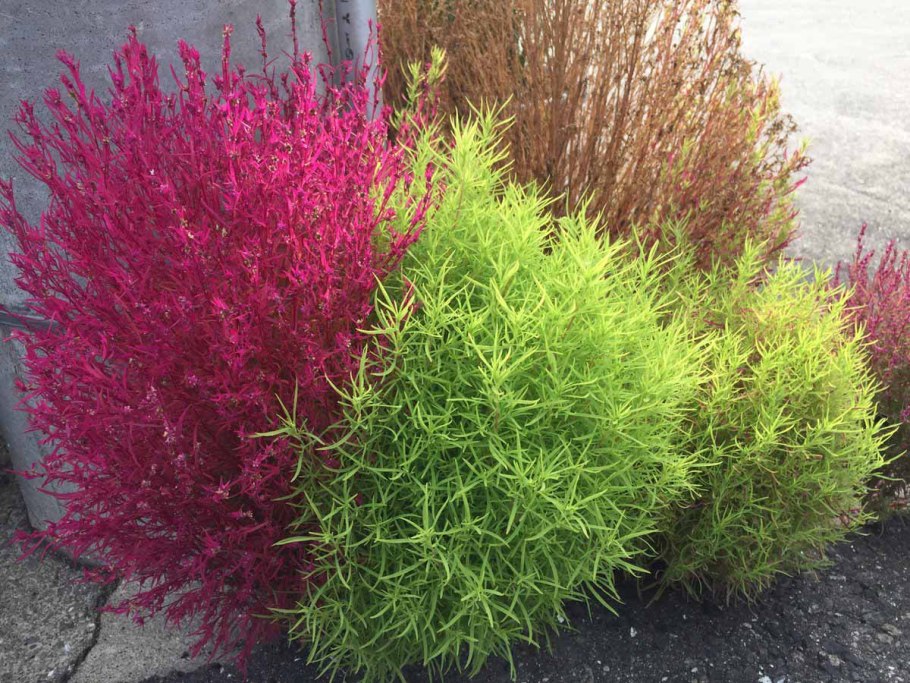 Радал (Lomatia hirsuta