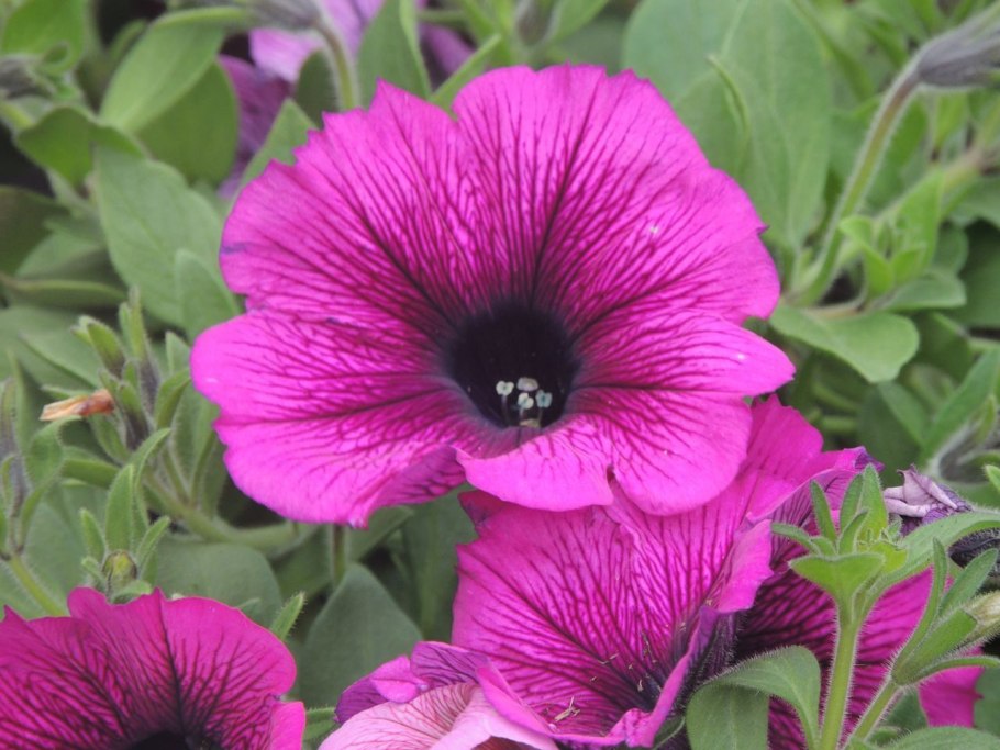 Флокс друммонда Звездный