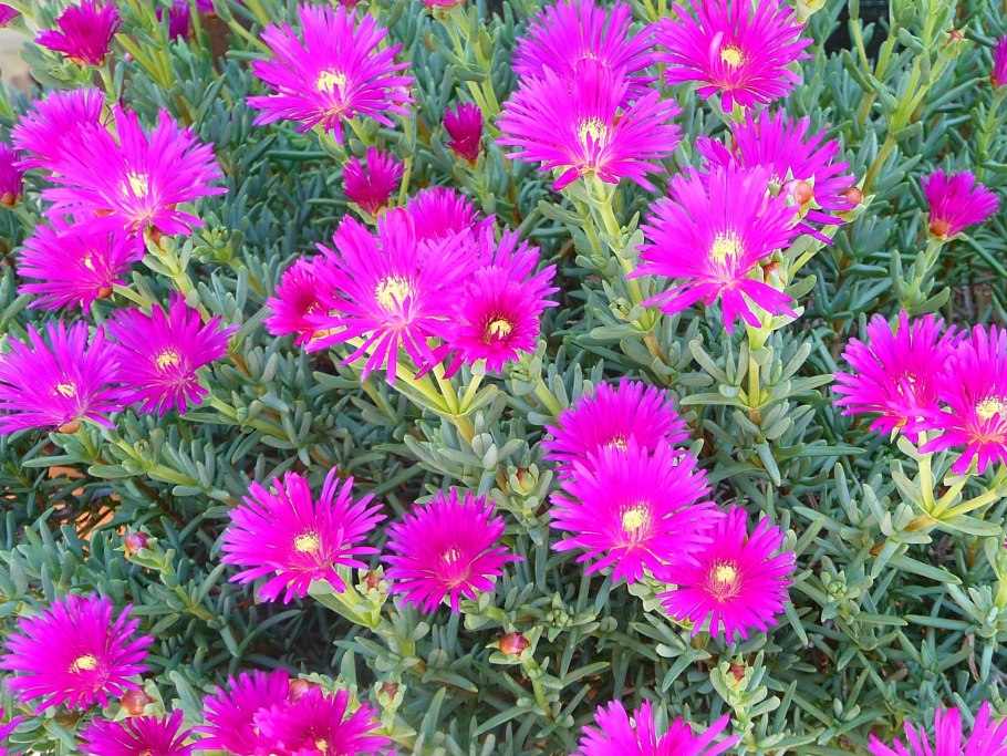 Петуния Парпл Грин