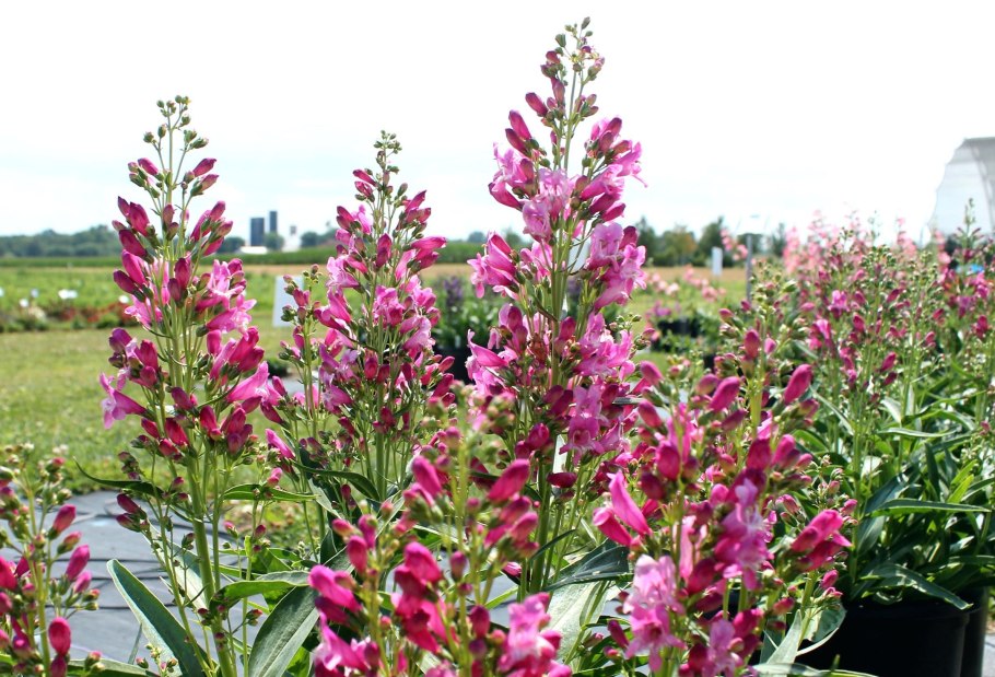 Delosperma cooperi Cooper's Ice Plant