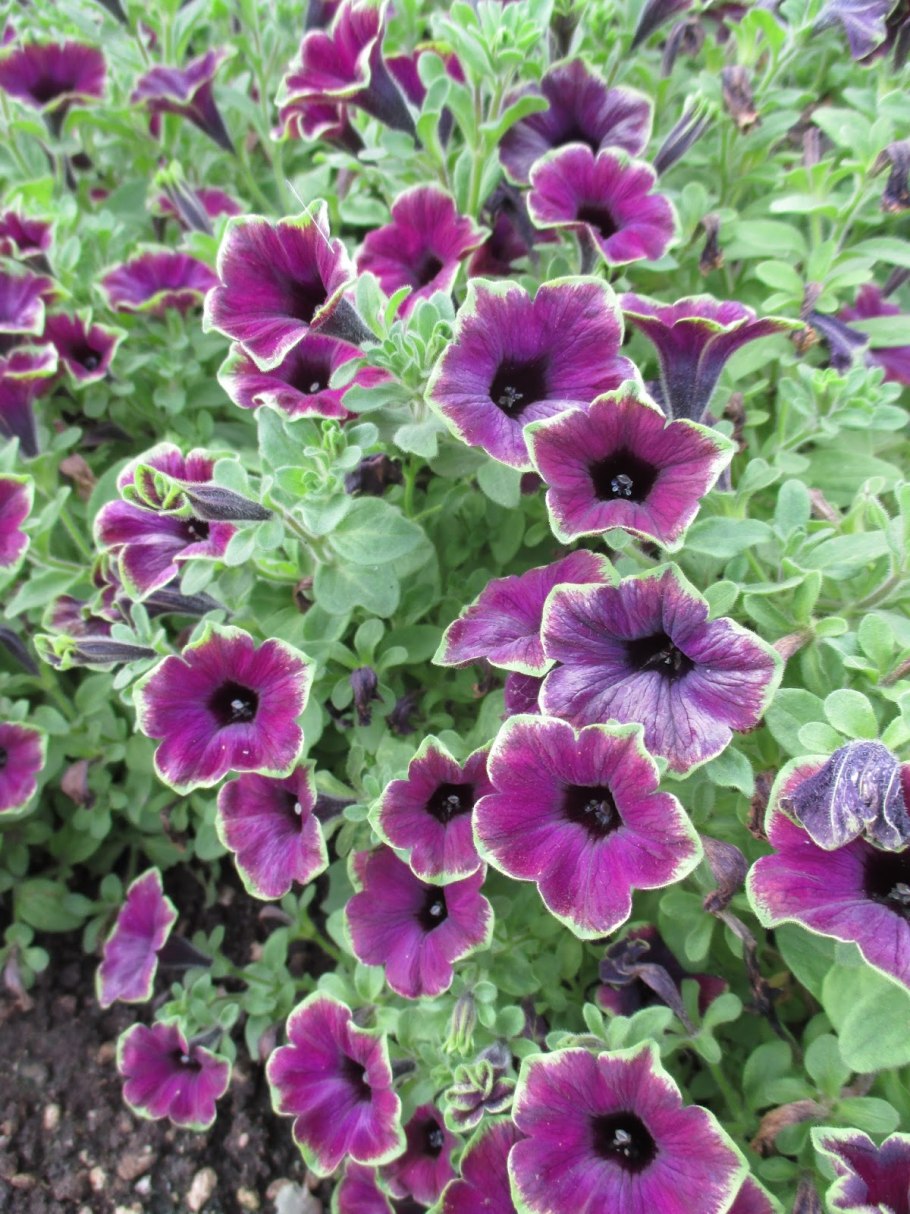 Цветы статице кермек