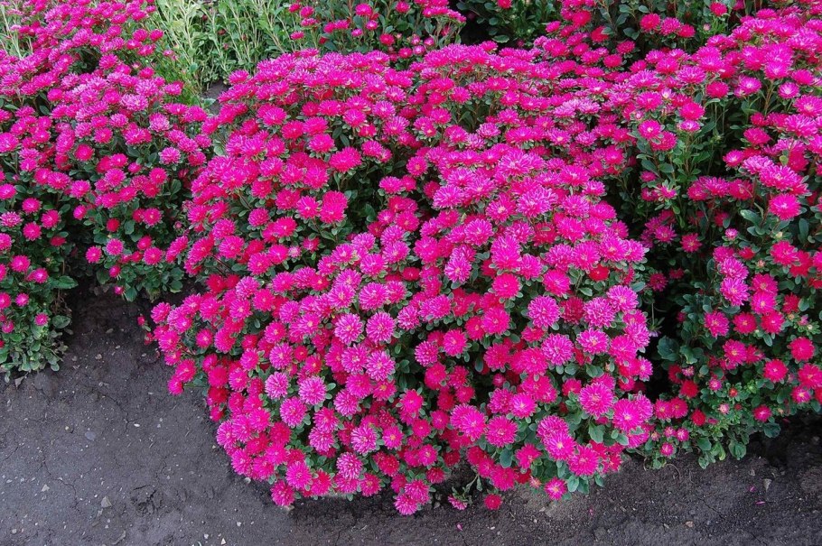 Мезембриантемум Хрустальный Лимпопо