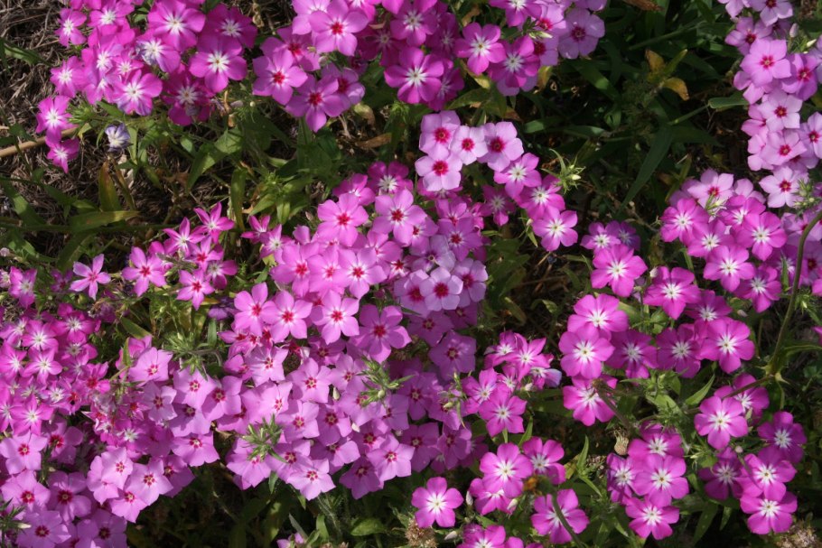 Доротеантус горный хрусталь