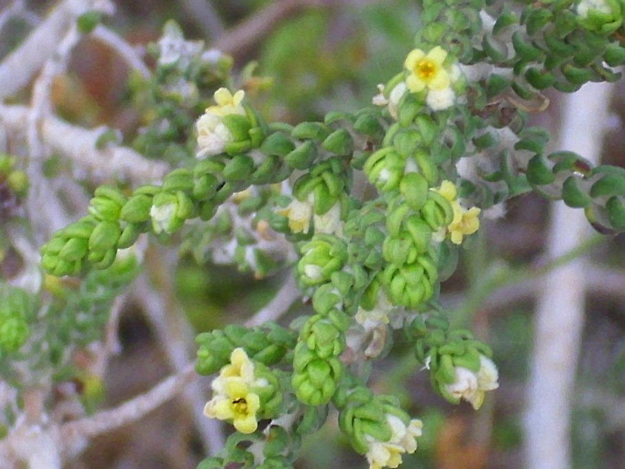 Thymelaea hirsuta