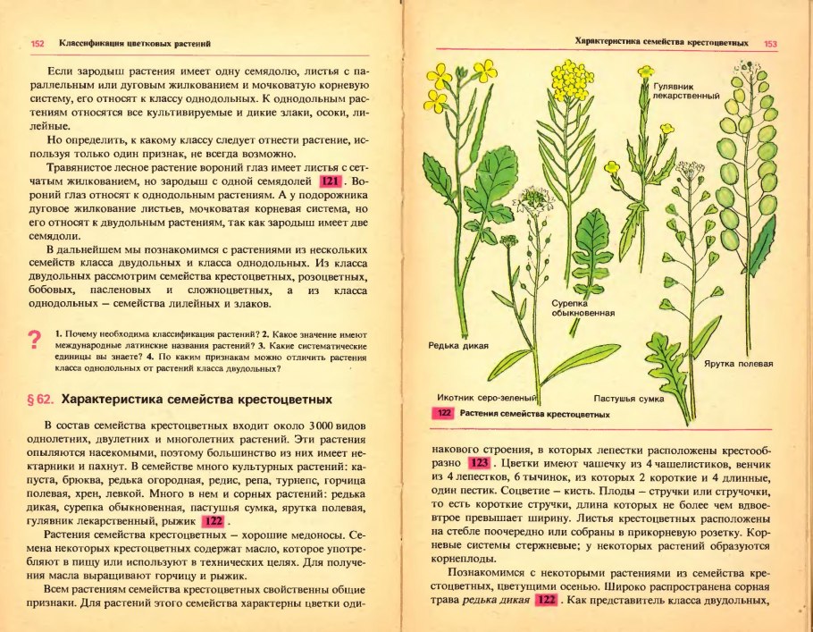 Сорные растения семейства крестоцветных