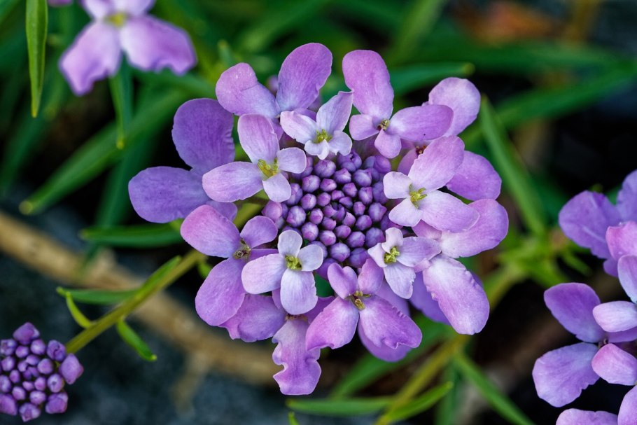 Горчица сарептская — Brassica juncea