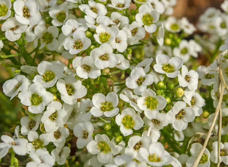 Горчица белая (Sinapis Alba l.)